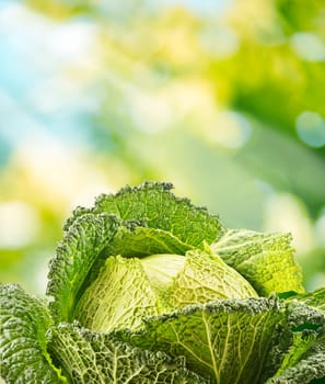 Fresh raw cabbage in the garden