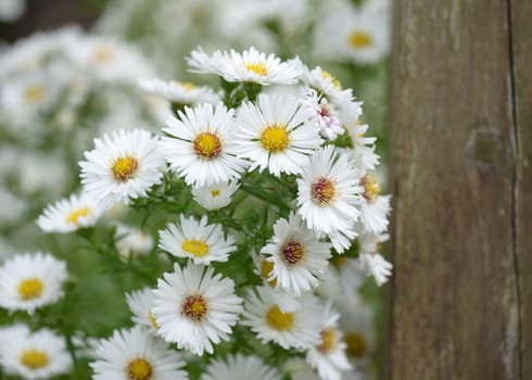 Autumn aster