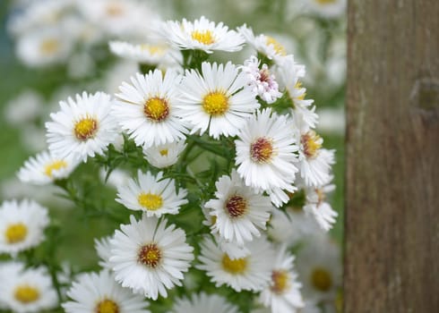 Autumn aster