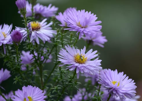 Autumn aster