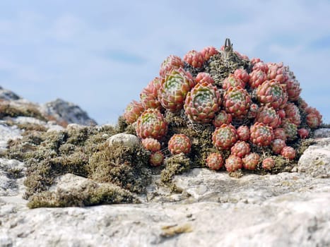 Succulent