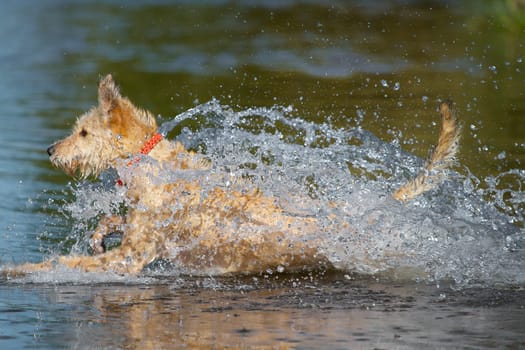 A dog courageously plunges into the water and enjoys its cooling.
