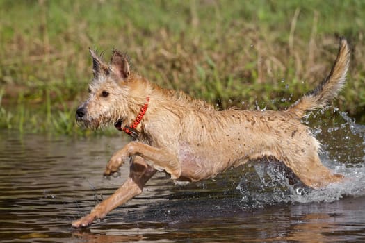 Dog runs into the water with a lot of fun and enjoys the bathing pleasures.