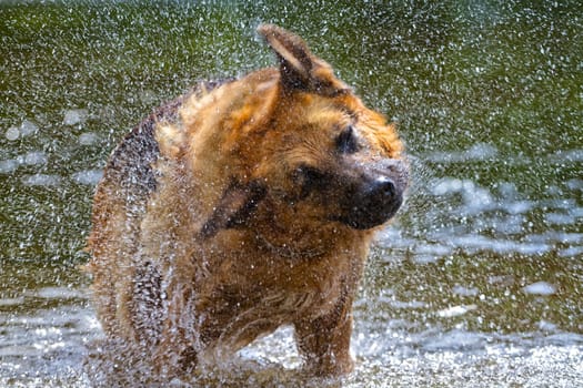 A wet German Shepherd shakes its fur dry,standing in a river.