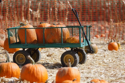 pumpkin patch