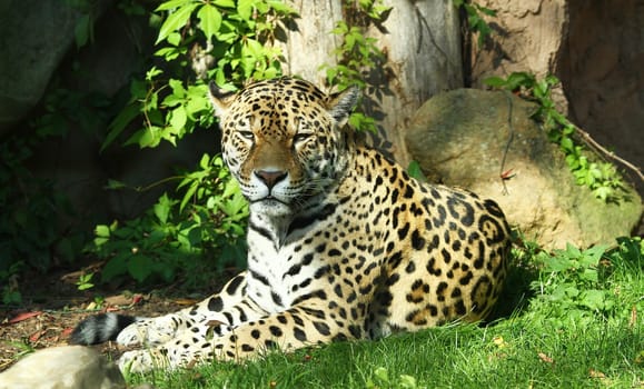 Jaguar