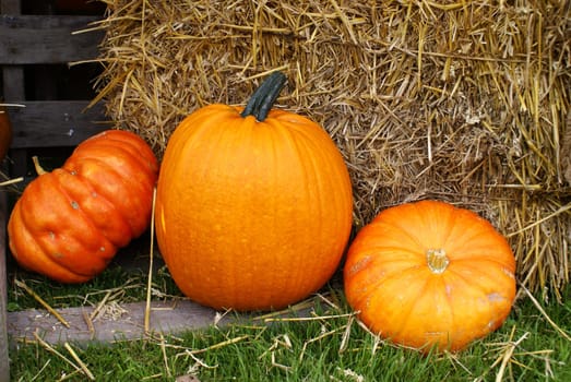 Three kuerbisse in the straw