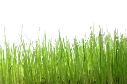 green grass with white background