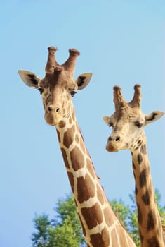 Giraffe couple iwith blue sky and trees