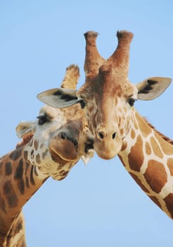 Giraffe couple in love with blue sky on background