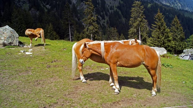 Haflinger,South Tyrol