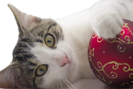 Black and white kitten is playing with a red christmas ball. Isolated.