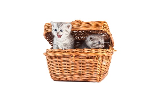 young kittens