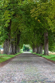 Avenue