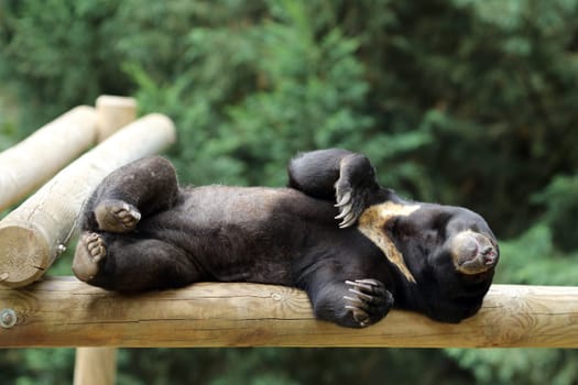 Details of a sleeping sun bear in captivity.