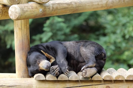 Details of a sleeping sun bear in captivity.