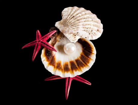 pearl on the seashell . The exotic sea shell . treasure from the sea