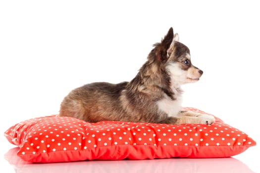 Chihuahua dog on red  pillow isolated on white background. portrait of a cute purebred puppy chihuahua