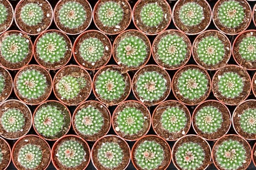 Many little cacti in little pots, background