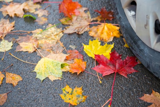 danger in fall- time