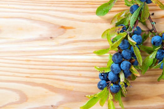 blackthorn on wooden board (sloe branch)