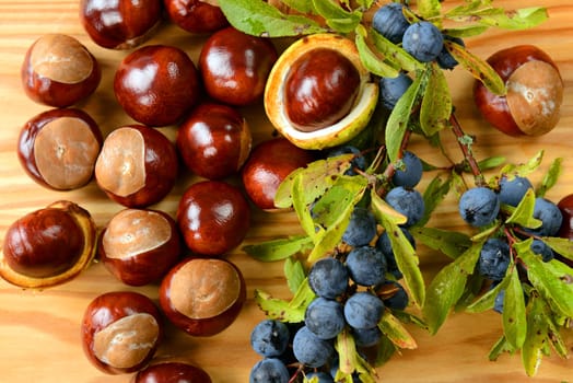 Fall- Still Life