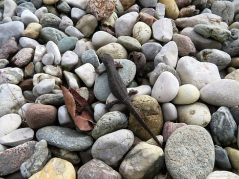 Newt - Lissotriton vulgaris
