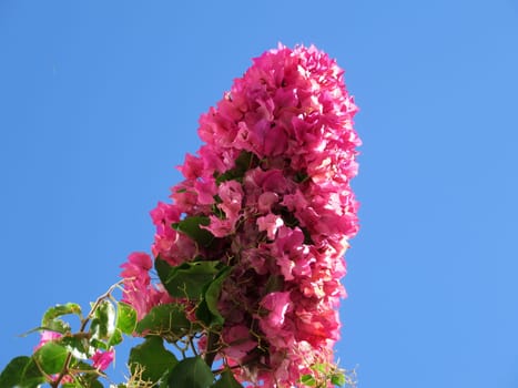 Bougainvillea spectabilis