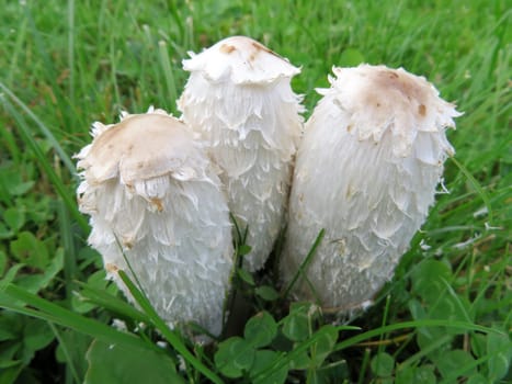 Crested Tintling - Coprinus comatus