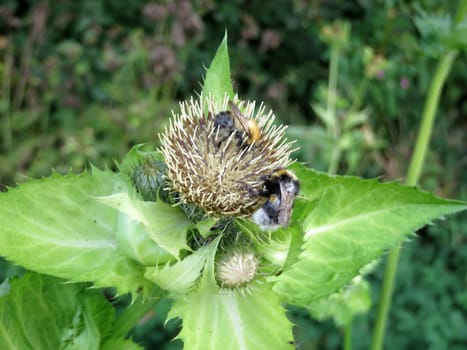 Cabbage thistle - Cirsium oleraceum