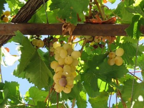 Vine - Vitis vinifera