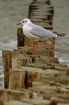 Bollards and seagulls