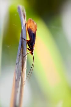 Caddisfly - Trichoptera in a macro image