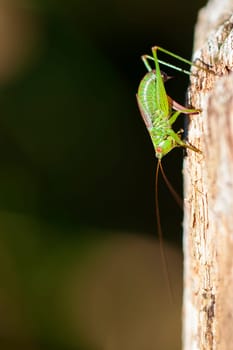 Spotted tender insect during oviposition - macro image