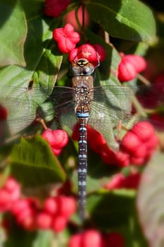 Autumn Mosaic Maiden to Common Spindle Shrub - Macro Shot