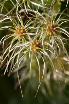 Seed of the common forest vine - Clematis vitalba - macro image
