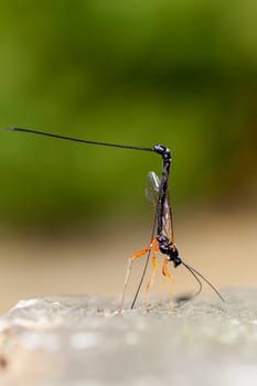 Female wood wasp laying eggs - macro image