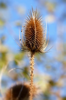 Wild carding - Dipsacus fullonum in autumn - macro image