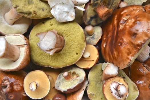 collected mushrooms