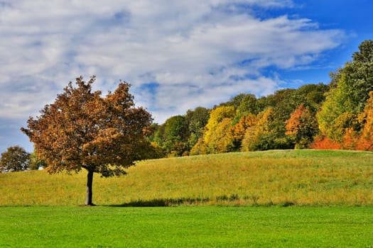 Landscape in autumn,lonely tree in the foreground with autumnal forest