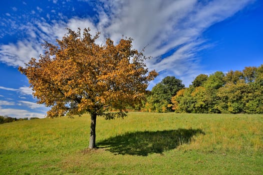 Landscape in autumn,lonely tree in the foreground with autumnal forest