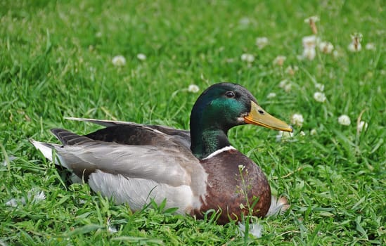 Mallard