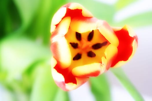 Tulip in close-up with green background