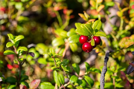 Cowberries on bush branch are ripe and tasty