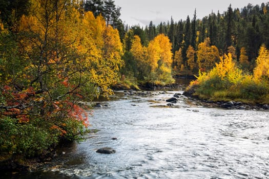 Autumn trees and devios river at conservation area