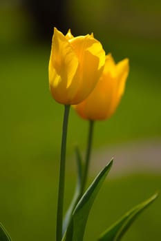 two yellow tulips with a green background