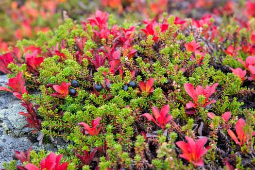 Blackberry bush plant after rain on rocky ground