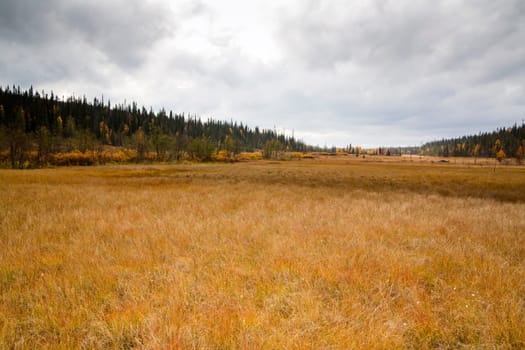 Wide yellow grass field between forest and mountains