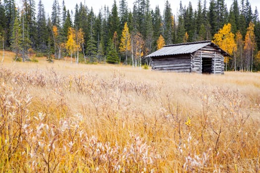 Lonely house on yellow field grass near forest