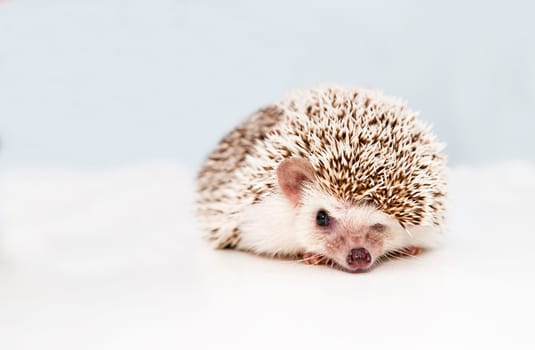 Small hedgehog on white studio background squeezes eye
